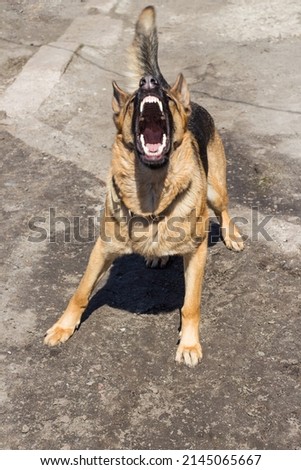 Angry and aggressive German Shepherd. The dog barks, showing its sharp white teeth. Dog guard, protects his house. Be aware of dogs.