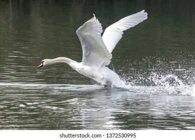 Angry Aggressive Mute Swan Cygnus Olor Stock Photo 1372530995 ...