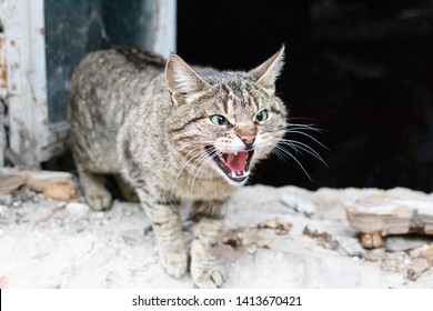 Angry agressive cat closeup. Cat is showing teeth with open mouth with old ruined house window background
