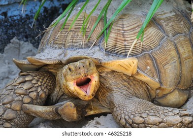 Angry Aldabra Giant Tortoise Stock Photo 46325218 | Shutterstock