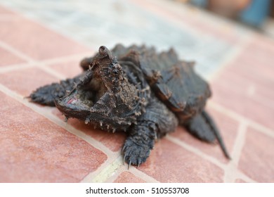 Angry Aliigator Snapping Turtle On Floor Stock Photo (Edit Now) 510553708