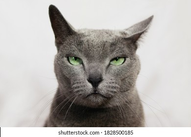 Angry Annoyed Cat Looking At Camera. Wanted Russian Blue Cat Robber, Funny Expression.