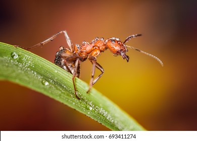 Angry Ant