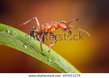 angry ant