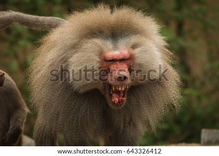 Angry Baboon
