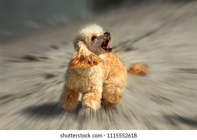 Angry Barking Dog Attack On The  Blurred Background. Doggy Grin.