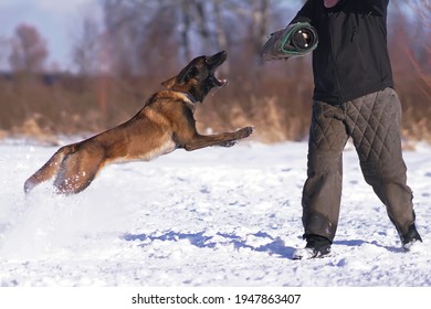 Angry Belgian Shepherd Dog Malinois Attacking Stock Photo 1947863407