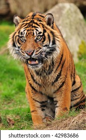 Angry bengal tiger growling and threatning showing its bare teeth - Shutterstock ID 42983686