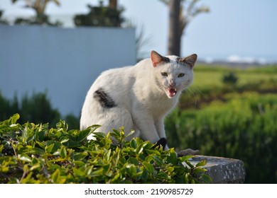 Angry Bicolor Cat Showing Its Fangs