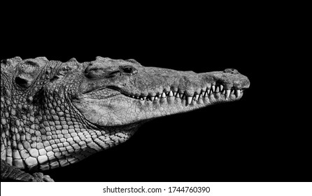 Crocodile Black And White Stock Photos Images Photography Shutterstock