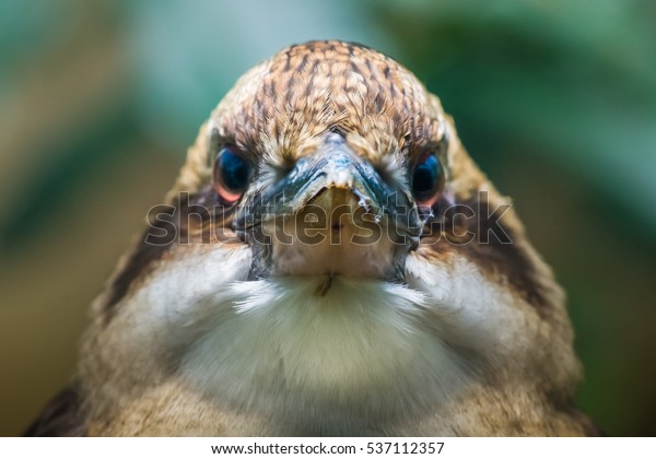 Angry\
bird, Kookaburra closeup. Kookaburras are terrestrial tree\
kingfishers native to Australia and New\
Guinea,