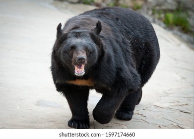 
Angry Black Bear Is Looking At You