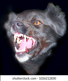 Angry Black Dog With Big Teeth On A Black Background.