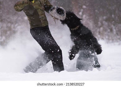 Angry black Giant Schnauzer dog with cropped ears attacking the decoy helper biting a special soft sleeve during the protection training time outdoors in winter