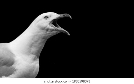Angry Black And White Seagull Face
