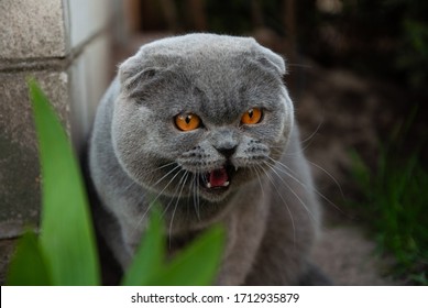 Grey British Shorthair Cat Outdoors Hd Stock Images Shutterstock