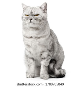 Angry British Cat Grumpy and serious Looking in Camera Isolated on white background, Front view.