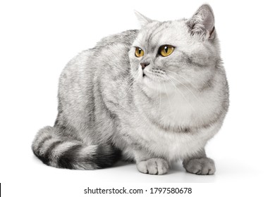 Angry British Cat Grumpy And Serious Looking In Camera Isolated On White Background, Front View.