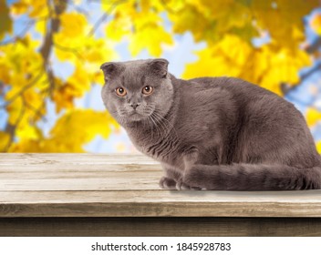 Angry British Cat Grumpy And Serious Sitting On The Desk