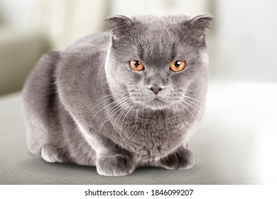 Angry British Cat Grumpy And Serious Sitting On The Desk