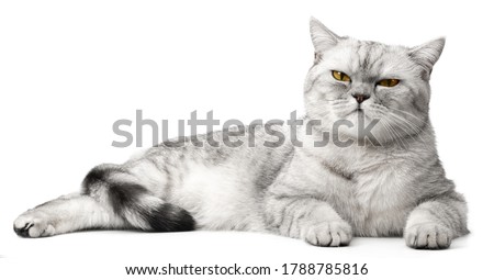 Angry British Cat Grumpy and serious Looking in Camera Isolated on white background, Front view.
