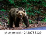 An angry brown bear in the forest near the road