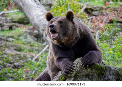 Angry Brown Bear. Ursus Arctos.