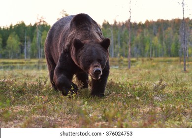 Angry brown bear (Ursus arctos). Aggressive bear.