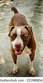 Angry Brown And White  Pitbull 