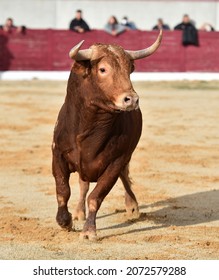 Angry Bull With Big Horns In Spanish Bullring