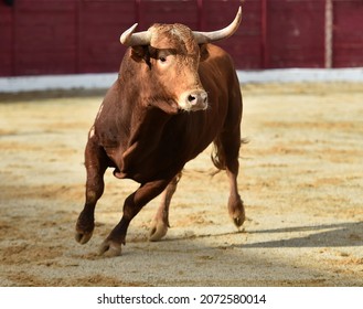 Angry bull with big horns in spanish bullring - Shutterstock ID 2072580014