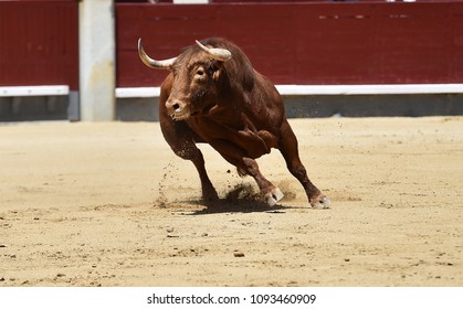 Angry bull red in spain