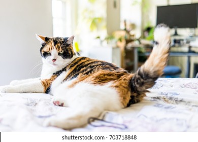 Angry Calico Cat Lying On Edge Of Bed Wagging Tail