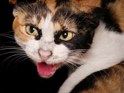 Aggression cat breed Toyger hisses., an Animal Photo by Nataliia Pyzhova