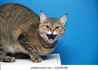 Angry cat 