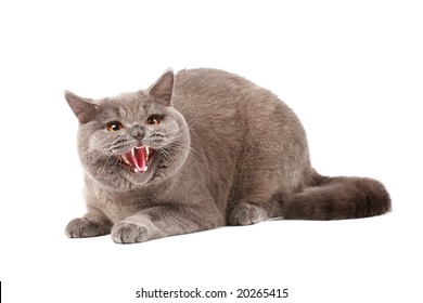 Angry Cat