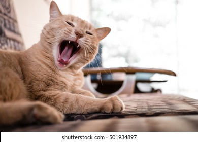 Angry Cat - Shutterstock ID 501934897