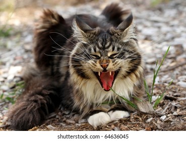 Angry Cat Open Mouth High Res Stock Images  Shutterstock