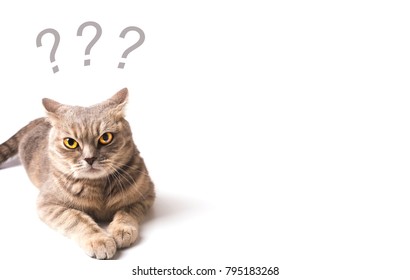 Angry Cat Against White Background Stock Photo 795183268 | Shutterstock