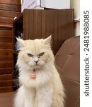 A angry cat at the barbershop