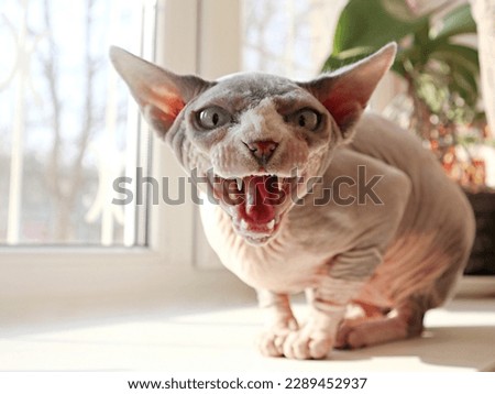angry cat canadian sphynx hisses     