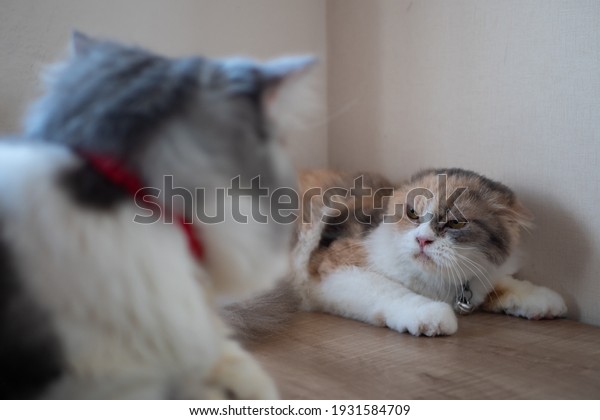 Angry cat hisses to another\
cat