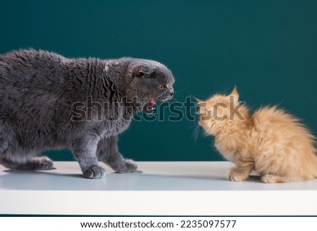 angry cat hisses at a small kitten scolding him
