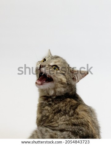 Angry Cat Hissing off Camera