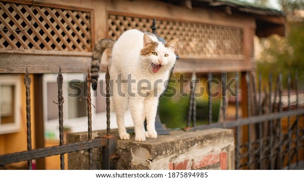 背中を丸めた怒った猫 の写真素材 今すぐ編集