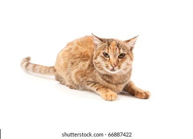 Angry Cat Isolated On A White Background