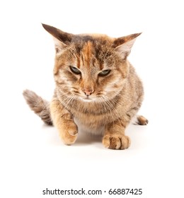 Angry Cat Isolated On A White Background