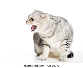 Angry Cat Isolated On White Background
