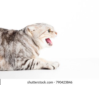 Angry Cat Isolated On White Background