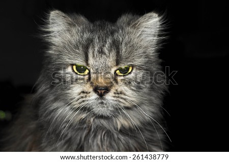 Angry cat looking at the camera
